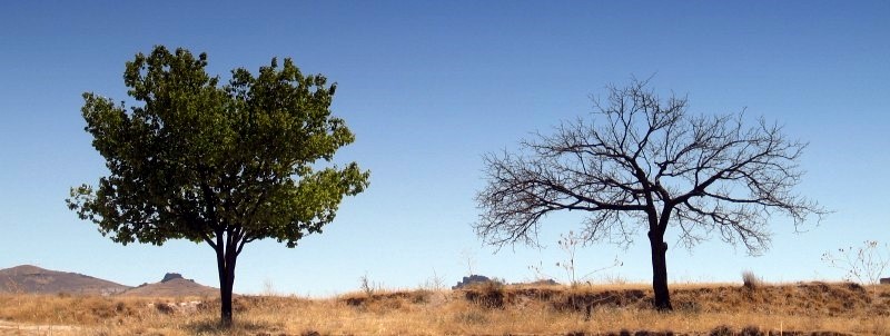 TWO TREES STANDING ALONE IN DESERT © weka | iStockPhoto